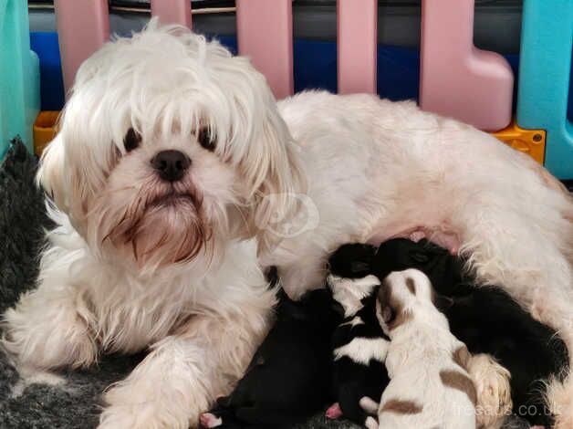 Stunning shihtzus puppies 2 girls 2 boys for sale in Blackpool, Lancashire - Image 1