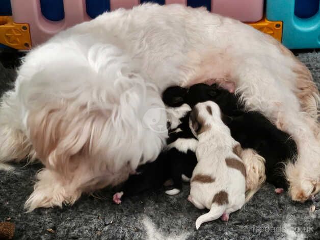 Stunning shihtzus puppies 2 girls 2 boys for sale in Blackpool, Lancashire - Image 2