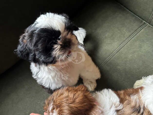 the last one girl and one boy only to good homes for sale in Burnley, Lancashire - Image 3