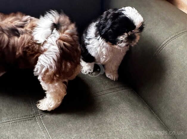 the last one girl and one boy only to good homes for sale in Burnley, Lancashire - Image 4