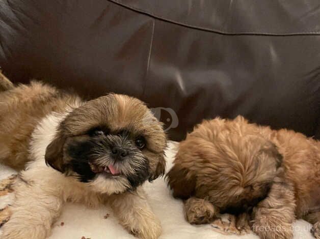 Three Adorable Male Shih Tzu Puppies for sale in Blackpool, Lancashire