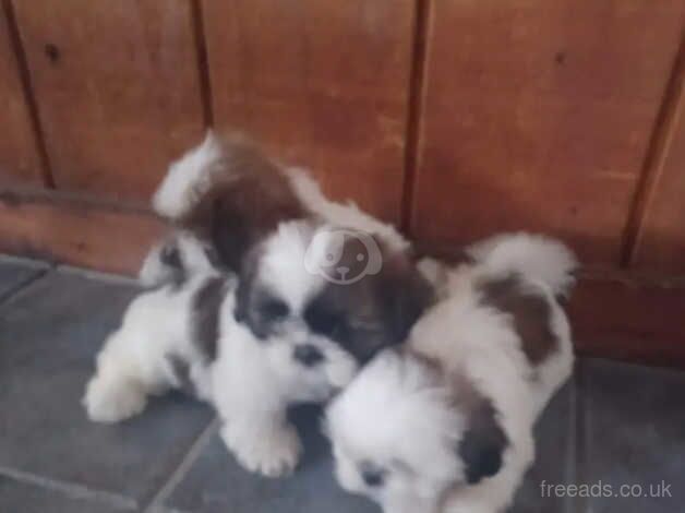 Three girls & One boy / Shit tzu puppies for sale in Wolverhampton, West Midlands