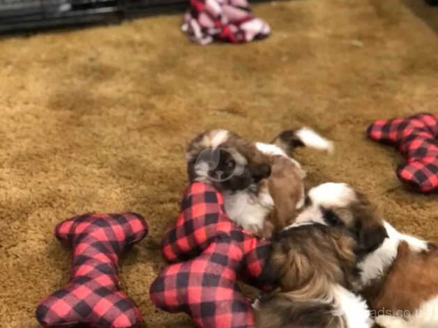 THREE Shih Tzu's (2 girls - 1 boy) for sale in York, North Yorkshire