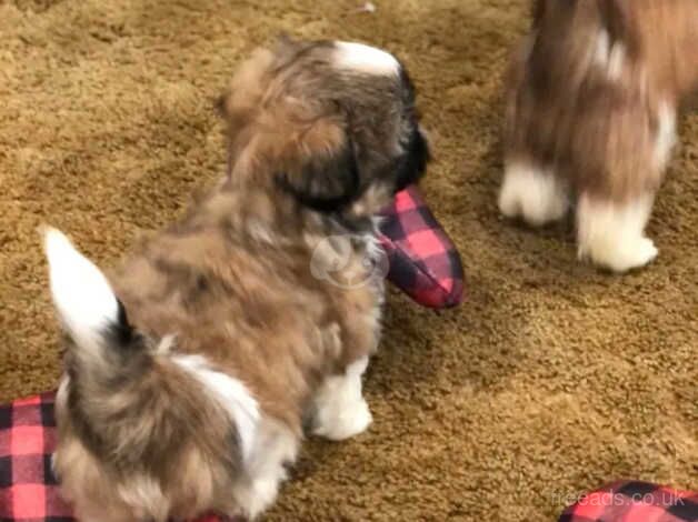 THREE Shih Tzu's (2 girls - 1 boy) for sale in York, North Yorkshire - Image 3