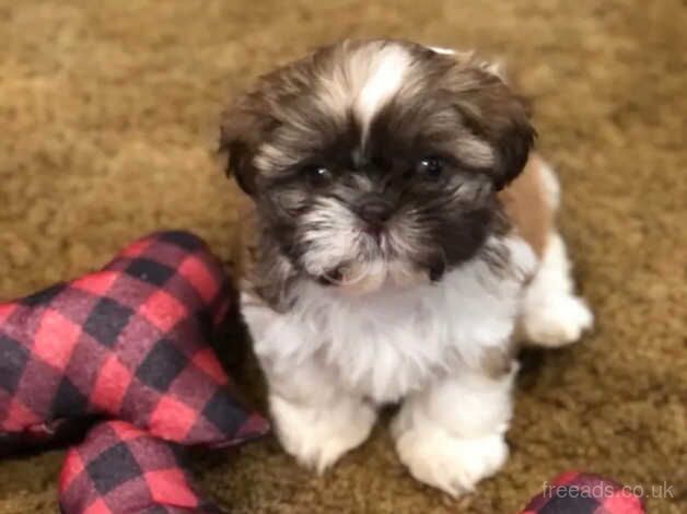 THREE Shih Tzu's (2 girls - 1 boy) for sale in York, North Yorkshire - Image 4