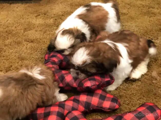 THREE Shih Tzu's (2 girls - 1 boy) for sale in York, North Yorkshire - Image 5