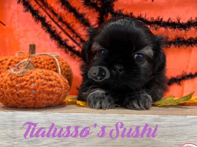 Tialusso licensed breeder imperial Shih Tzus for sale in Barnsley, South Yorkshire - Image 2