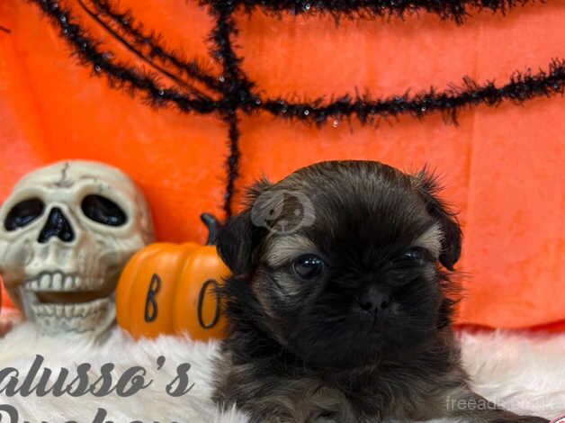 Tialusso licensed breeder imperial Shih Tzus for sale in Barnsley, South Yorkshire - Image 4