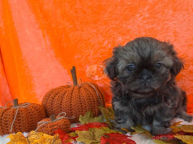 TIALUSSO'S imperial shih tzus Calvin for sale in Barnsley, South Yorkshire