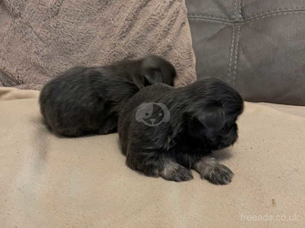 Tiny Imperial Karishishi shih tzu for sale in Nottinghamshire, Nottinghamshire - Image 2