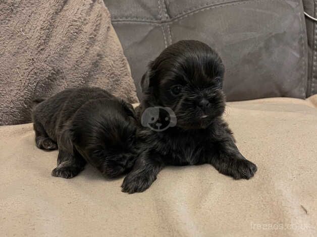 Tiny Imperial Karishishi shih tzu for sale in Nottinghamshire, Nottinghamshire - Image 3