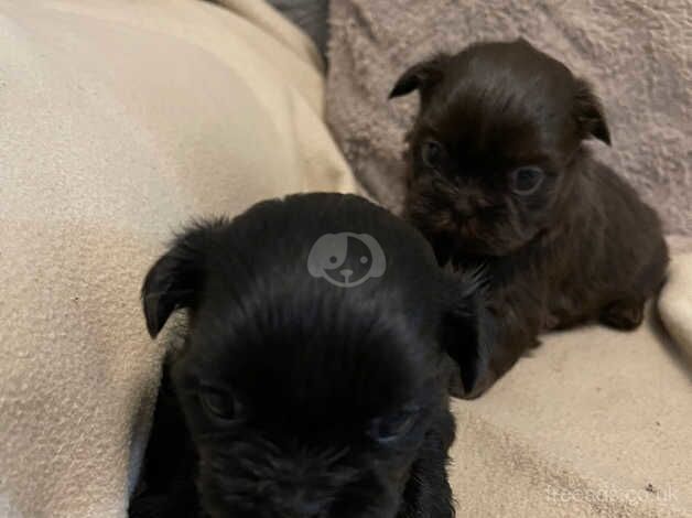 Tiny Imperial Karishishi shih tzu for sale in Nottinghamshire, Nottinghamshire - Image 4