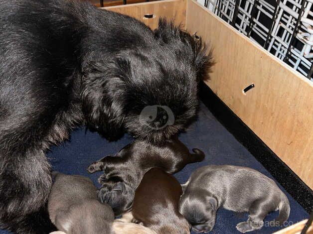 Tiny Imperial Karishishi shih tzu for sale in Nottinghamshire, Nottinghamshire - Image 5