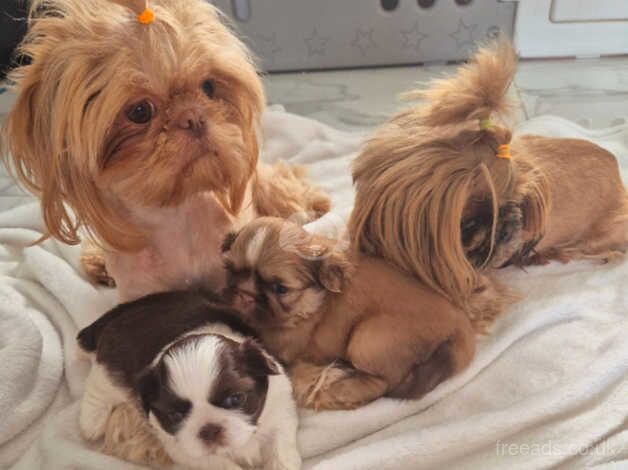 Tiny Karashishi Imperial Shih Tzu puppies for sale in Doncaster, South Yorkshire - Image 3