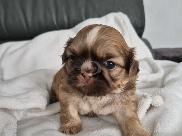 Tiny Karashishi Imperial Shih Tzu puppies for sale in Doncaster, South Yorkshire - Image 4