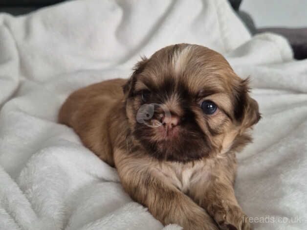 Tiny Karashishi Imperial Shih Tzu puppies for sale in Doncaster, South Yorkshire - Image 5