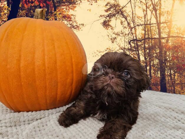 Tiny Karashishi, Sweettooth, Dees lil, Star Imperial, Fantashin, Fantashih Import Line Imperial Shihtzu in Mansfield for sale in Mansfield, Nottinghamshire