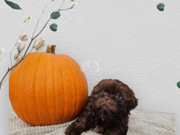 Tiny Karashishi, Sweettooth, Dees lil, Star Imperial, Fantashin, Fantashih Import Line Imperial Shihtzu in Mansfield for sale in Mansfield, Nottinghamshire - Image 2