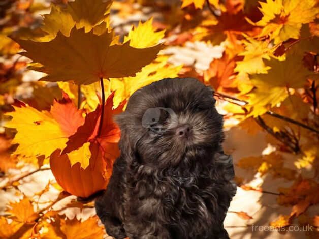 Tiny Karashishi, Sweettooth, Dees lil, Star Imperial, Fantashin, Fantashih Import Line Imperial Shihtzu in Mansfield for sale in Mansfield, Nottinghamshire - Image 3