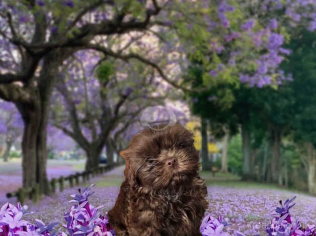 Tiny Karashishi, Sweettooth, Dees lil, Star Imperial, Fantashin, Fantashih Import Line Imperial Shihtzu in Mansfield for sale in Mansfield, Nottinghamshire - Image 4