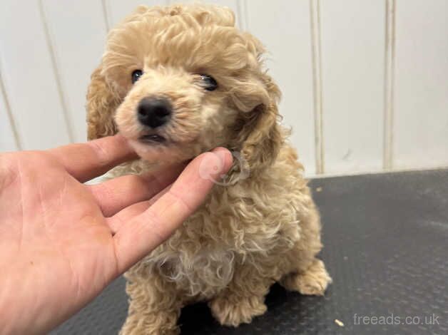 Toy poodle female for sale