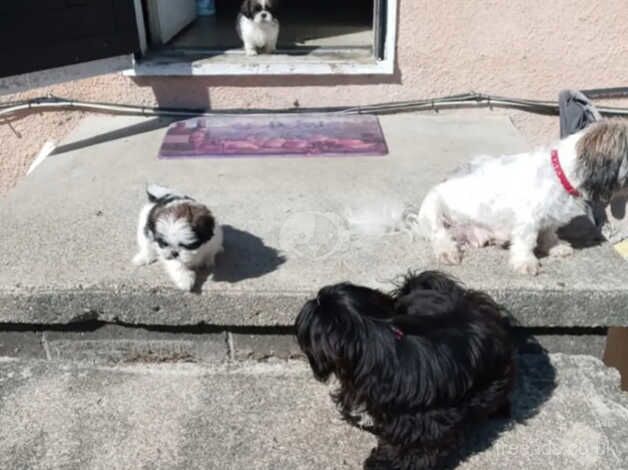 Two shih tzu boys (NOT KC REG) for sale in Swindon, Staffordshire