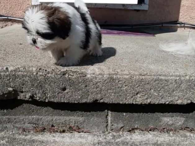 Two shih tzu boys (NOT KC REG) for sale in Swindon, Staffordshire - Image 2