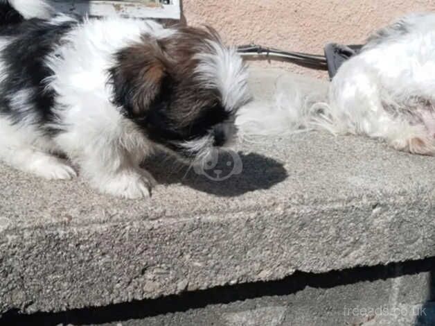 Two shih tzu boys (NOT KC REG) for sale in Swindon, Staffordshire - Image 3