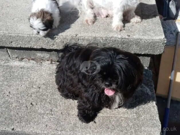 Two shih tzu boys (NOT KC REG) for sale in Swindon, Staffordshire - Image 4