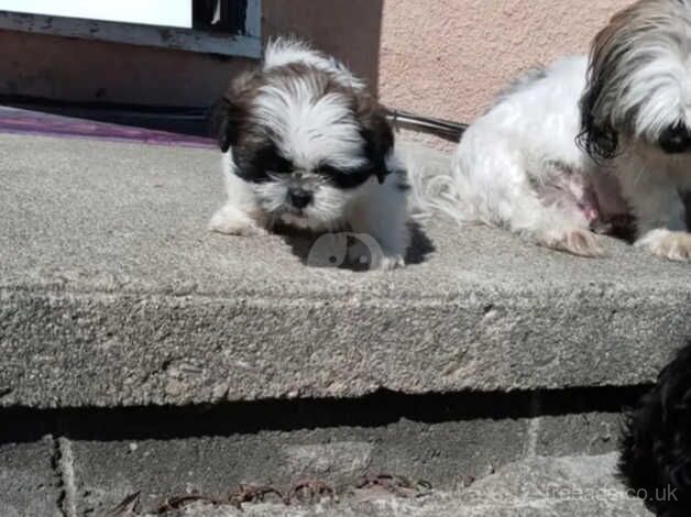 Two shih tzu boys (NOT KC REG) for sale in Swindon, Staffordshire - Image 5