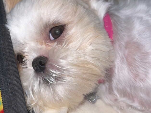 White Imperial Shih Tzu for sale in Henley On Thames, Oxfordshire