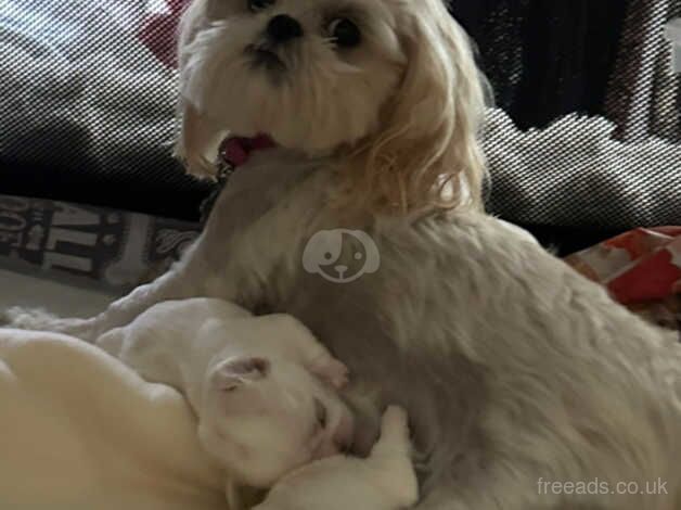 White Imperial Shih Tzu for sale in Henley On Thames, Oxfordshire - Image 4